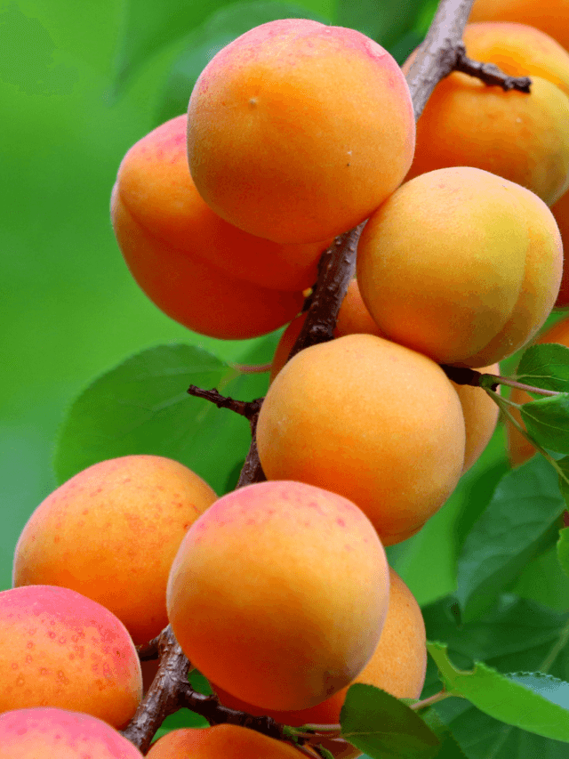 10 Hidden Wonders of Apricot Oil You Won’t Believe Exist!